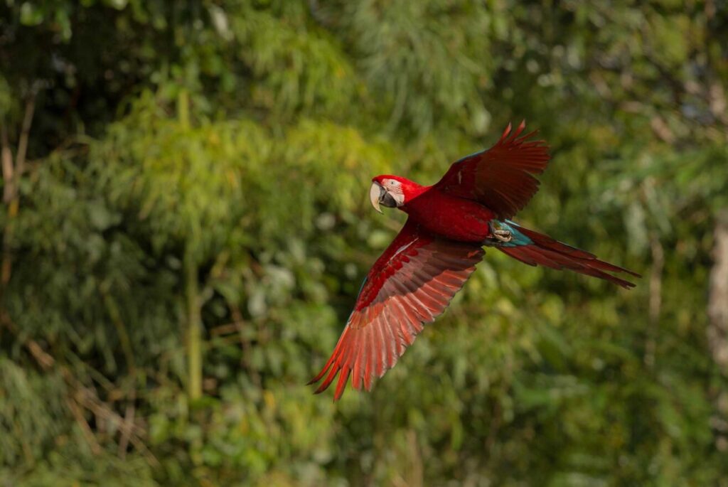 Ave volando sobre selva de Costa Rica